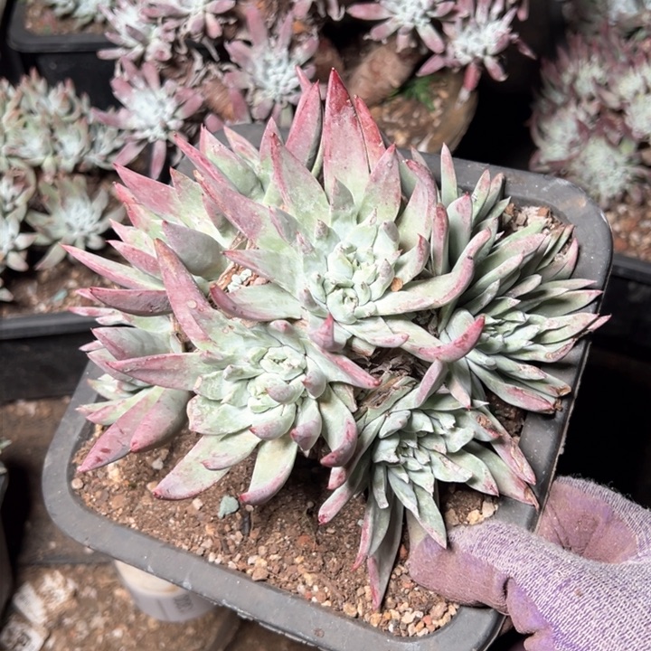 1284哈哈哈哈哈哈哈哈哈