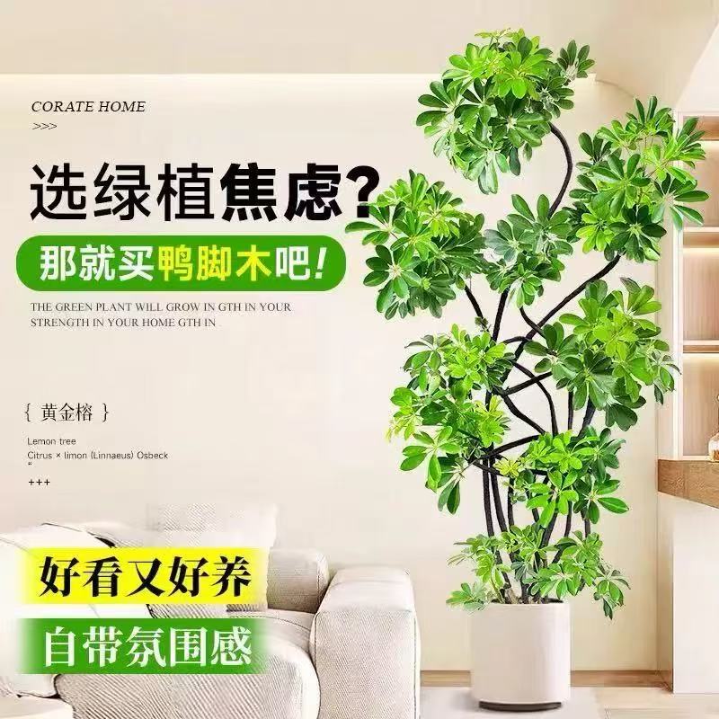 造型鸭脚木大型室内绿植吸收甲醛净化空气四季常青