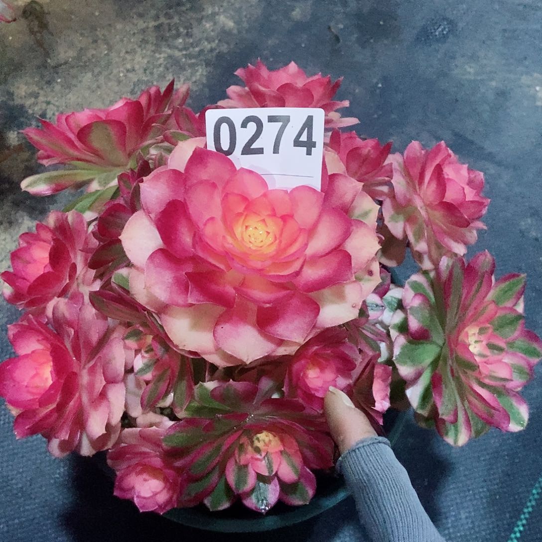 红陶飞***F0274倾城4冠服18