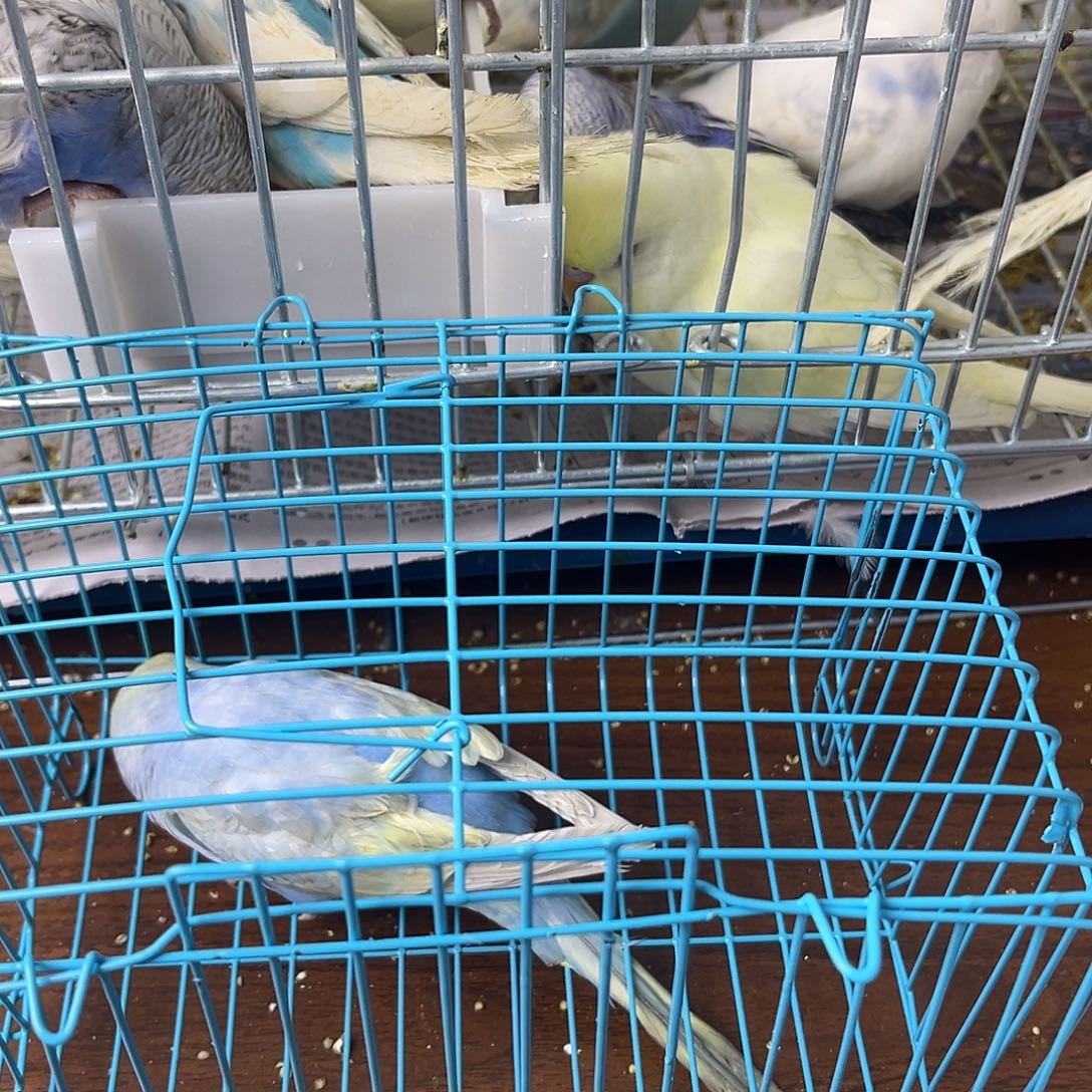 虎皮鹦鹉金彩鹦鹉