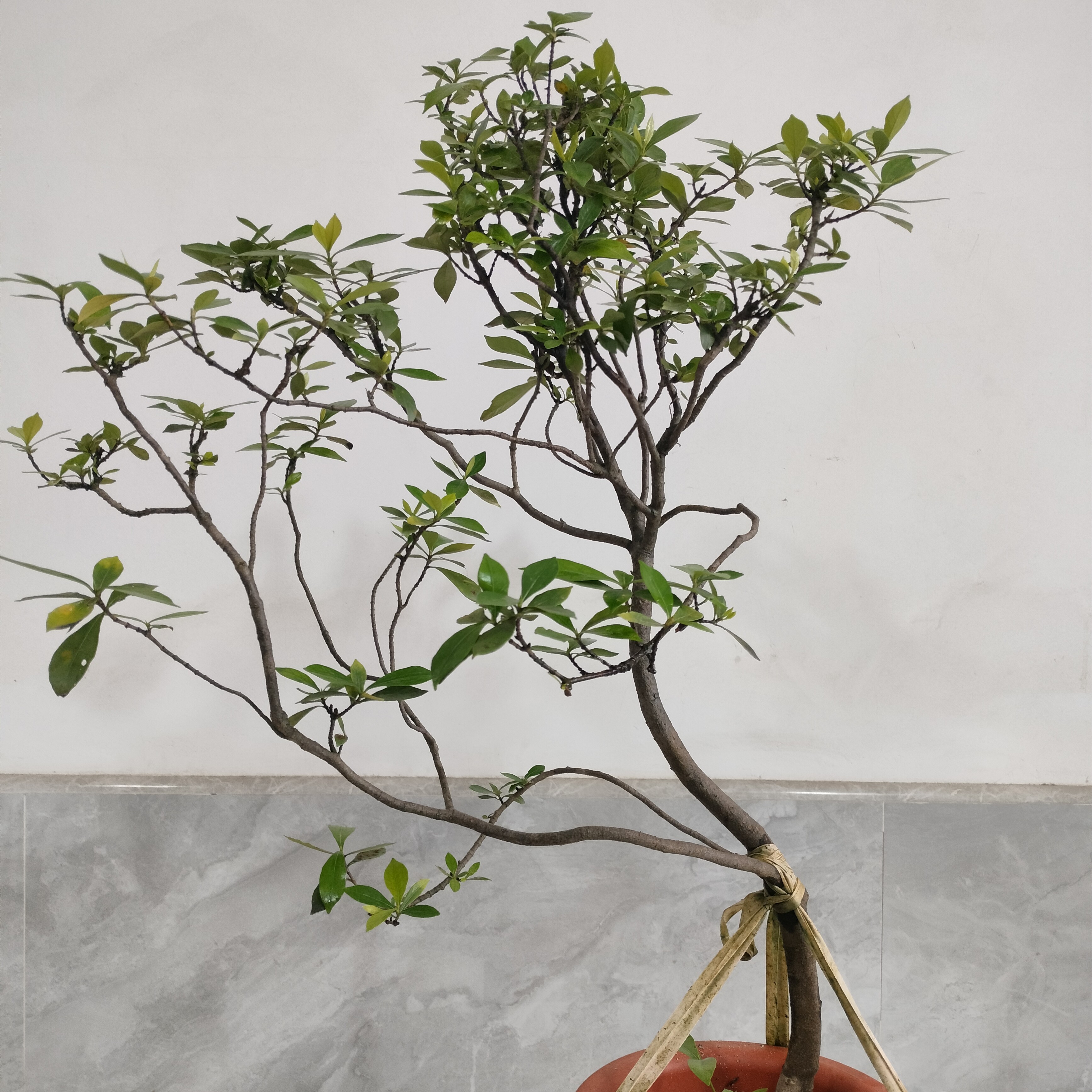 海岛春花栀子花茶空间装饰盆景花卉绿植