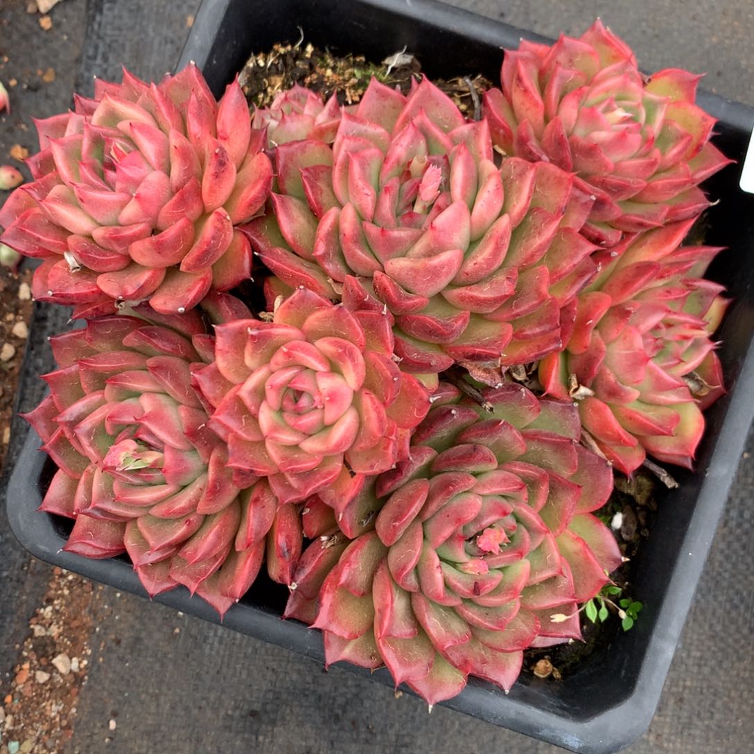 2954杂交多肉老桩