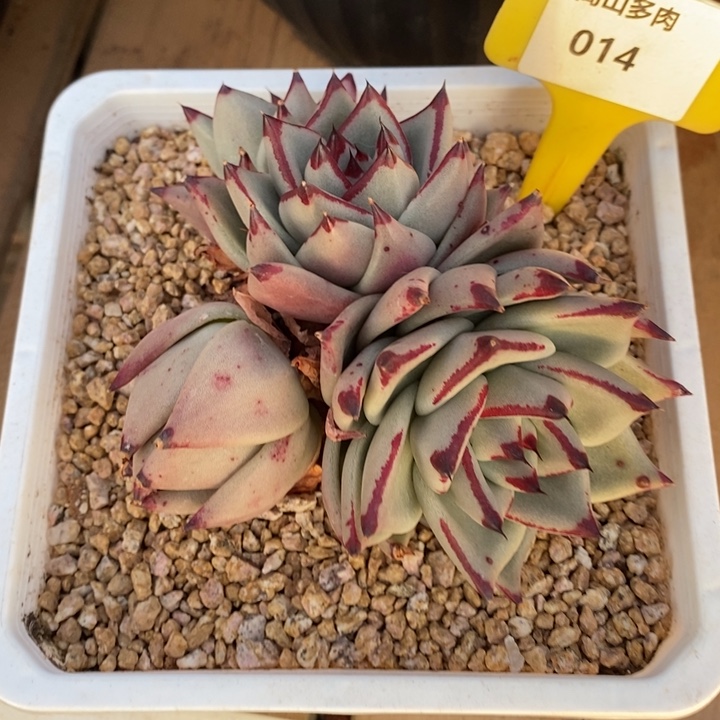 D014- 直播福利 白皮乌木