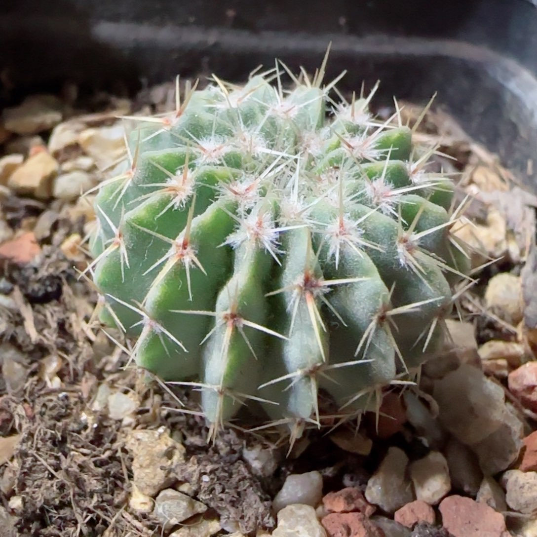 实生白狮子多肉000