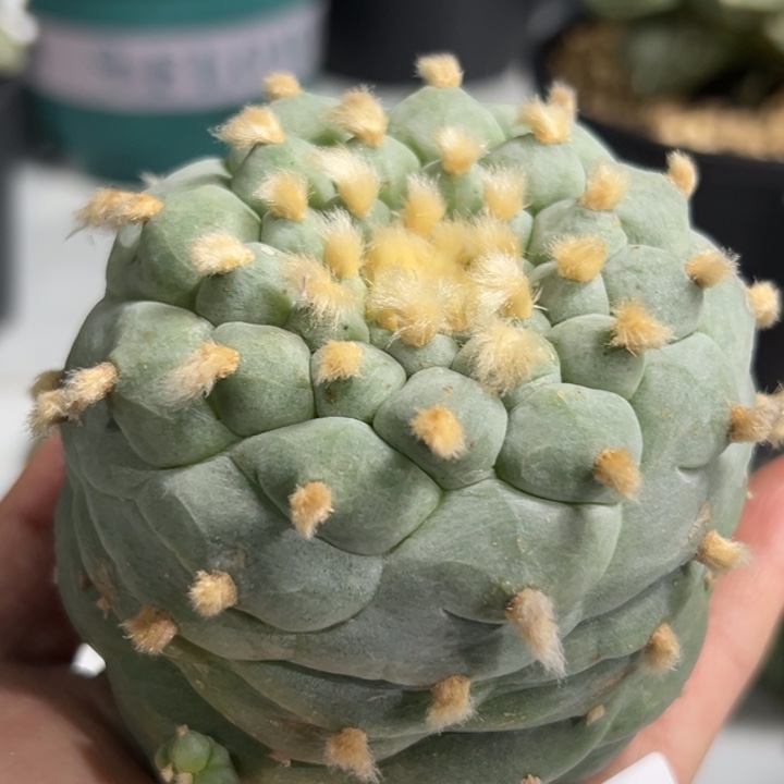 816 可帮发根可发货