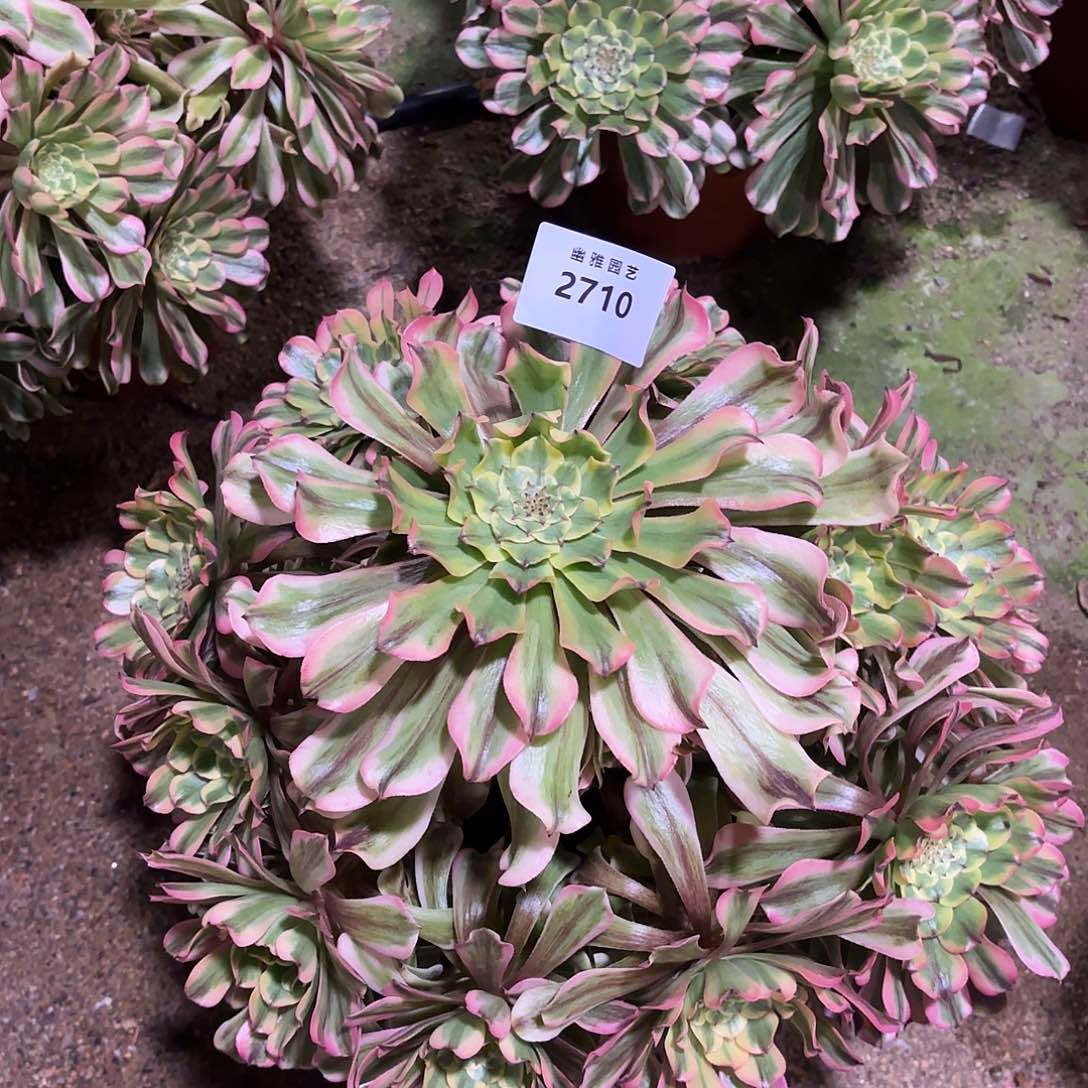 多肉法师黛玉2710