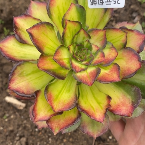 383嫁接海珊瑚砍过满25包邮多肉