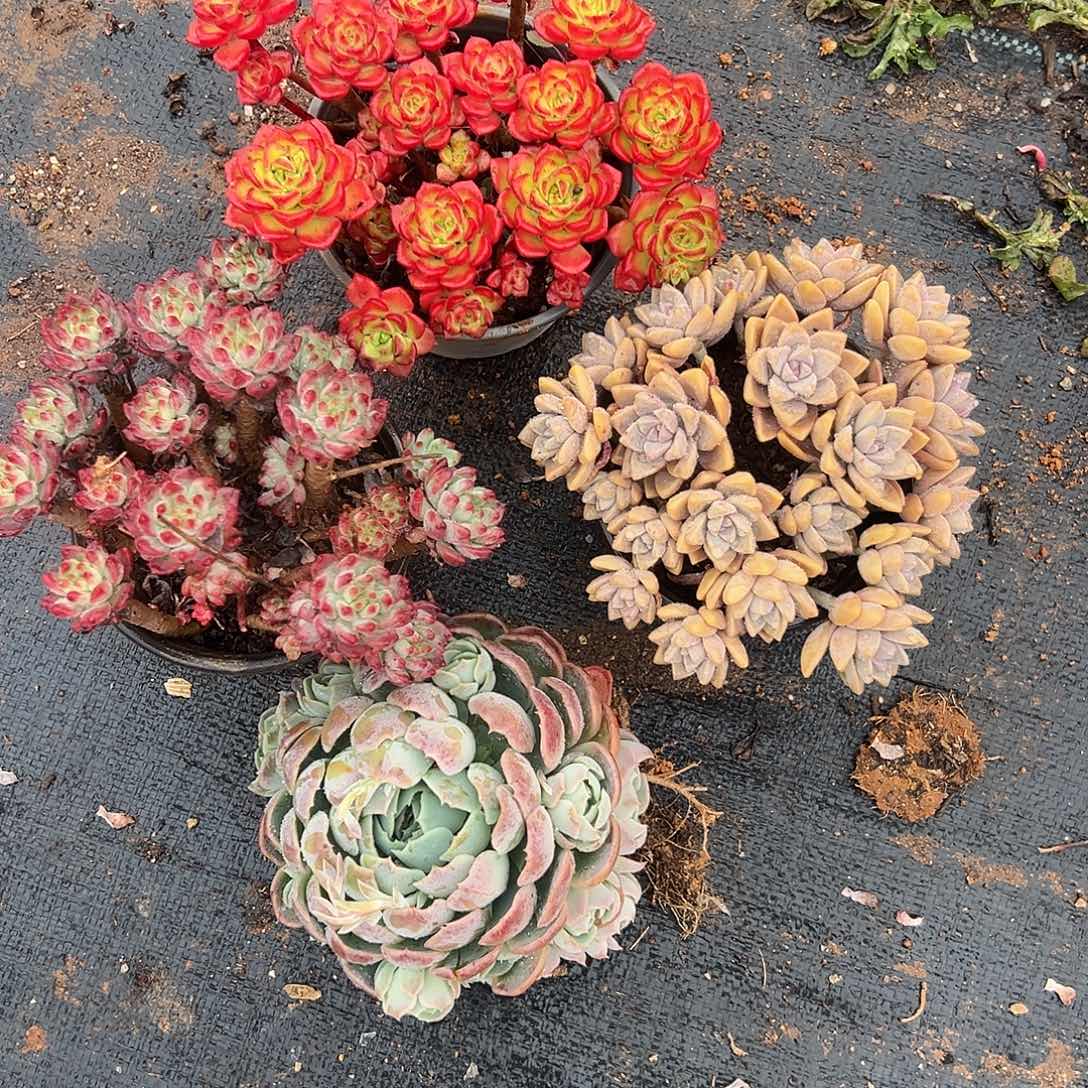 4品混装 4棵发货