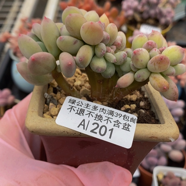 苹果奶缀8cm201多肉植物