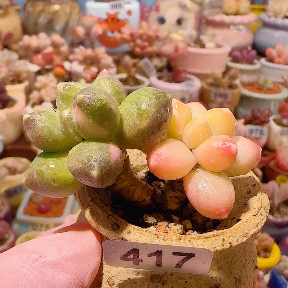 T老桩天空美人锦盆口3.5cm