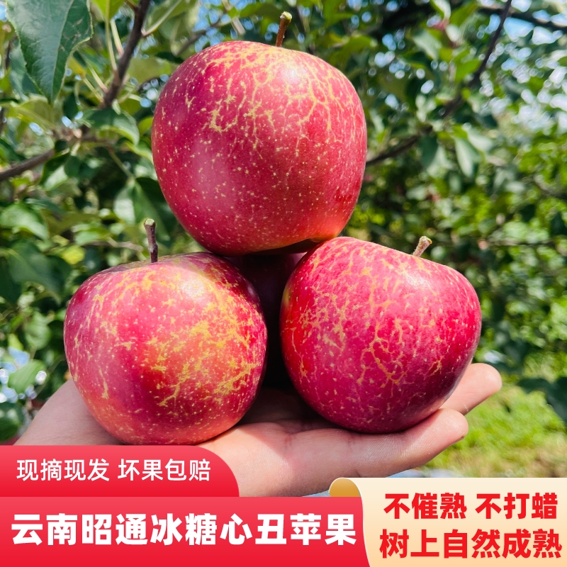 云南昭通晚熟丑苹果冰糖心当季新鲜现摘脆甜3-5-10斤包邮