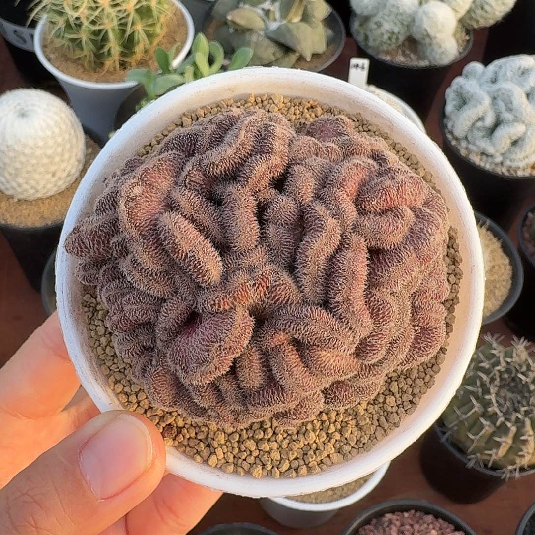 红檀缀仙人球12345