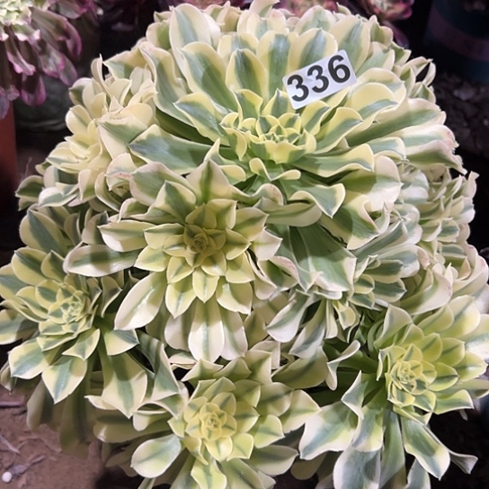 红**火一颗多肉法师植物