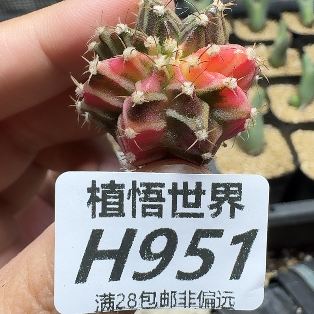 多肉植物的润泽fbbn