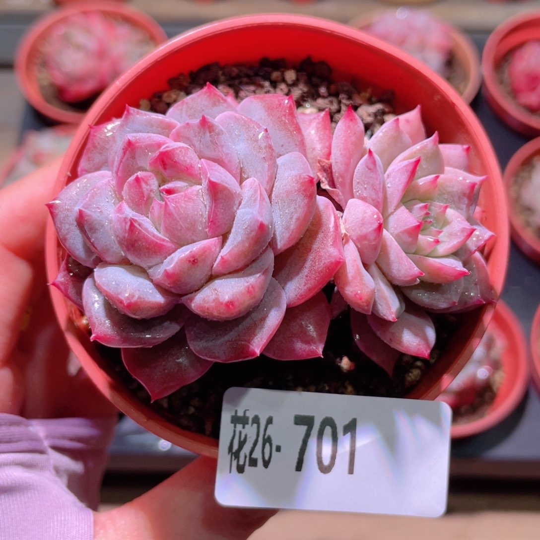 花利美28-701粉钻