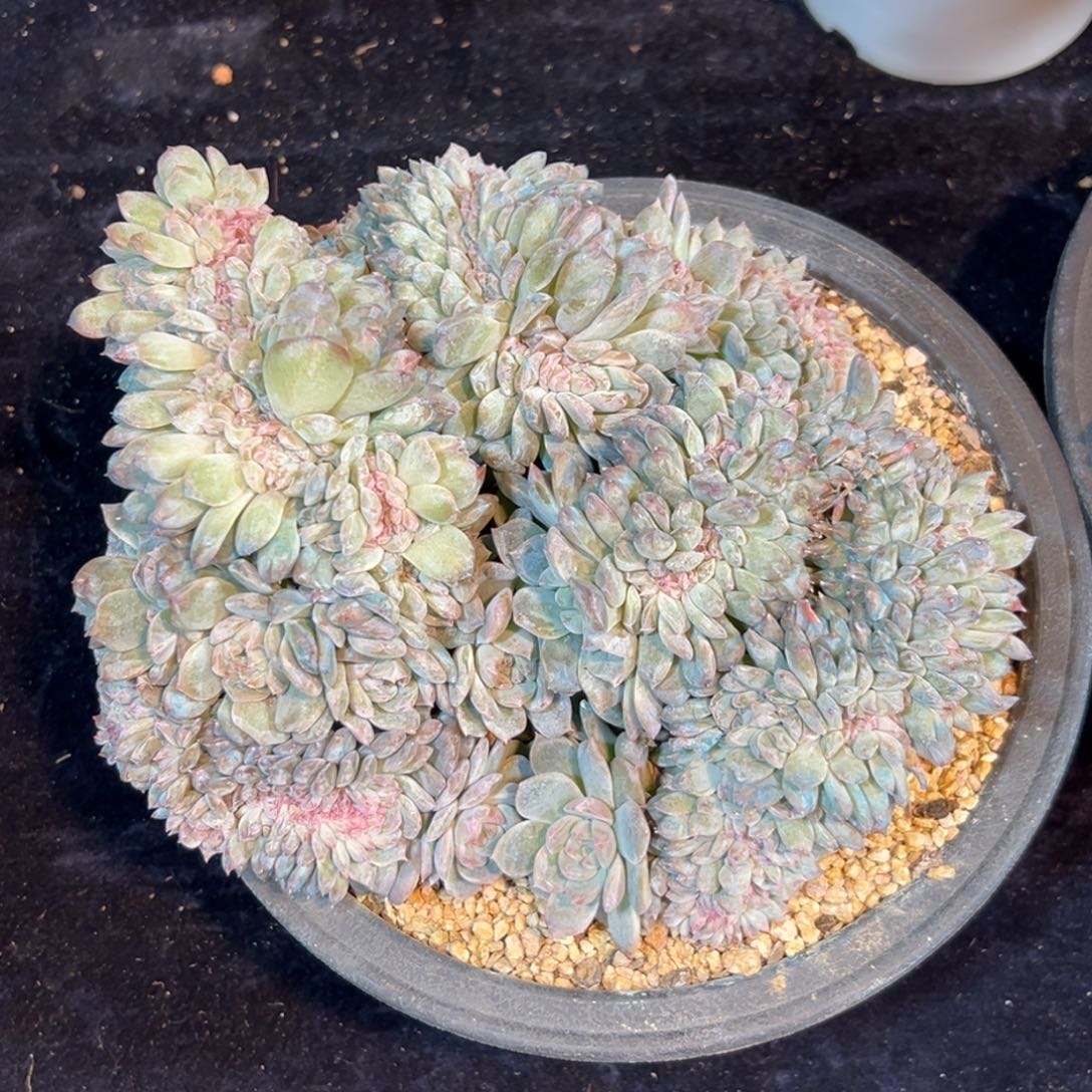 阳***烈 新年快乐新年快乐