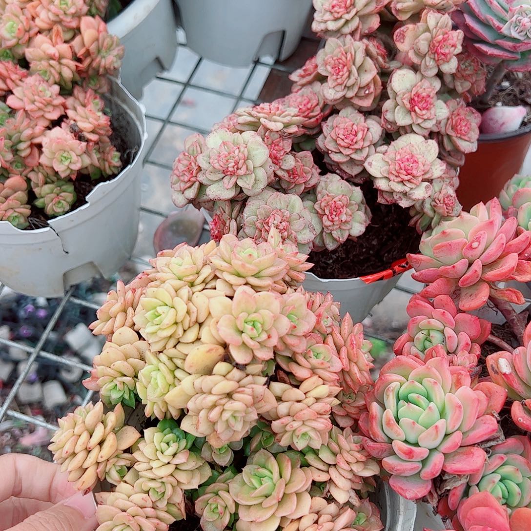 黄金蜡牡丹多头群生老桩