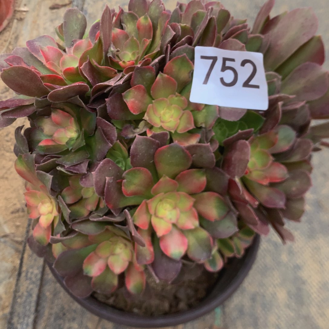 752烙神多肉植物