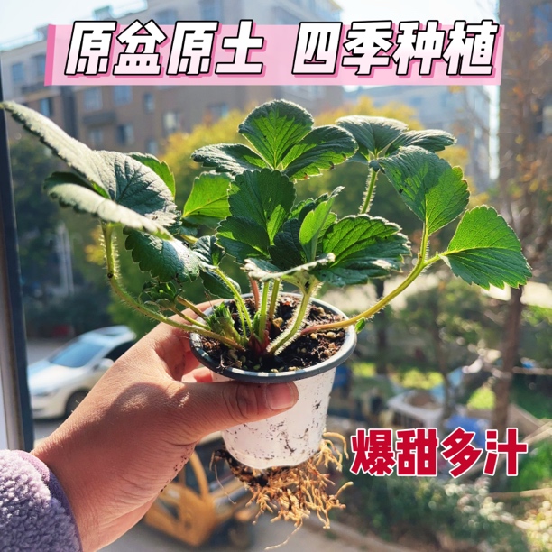 『白杯5盆】真红美玲奶油草莓秧苗四季南北方盆栽地栽原盆原土