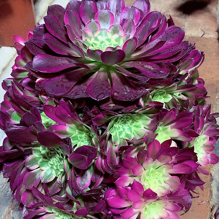 天合捧花，多肉植物