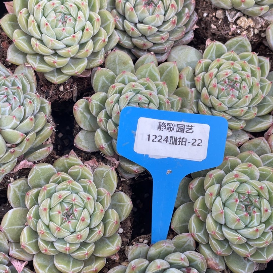 1214-22-全暗纹雪花珍妮单头福利一颗