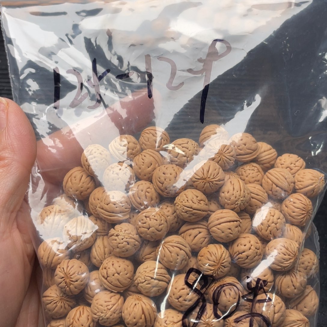 【闪购商品】逍*散子发货80米