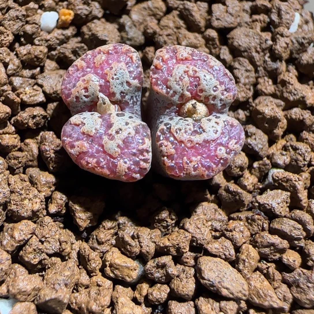肉锥多肉植物组合-mro15、1166