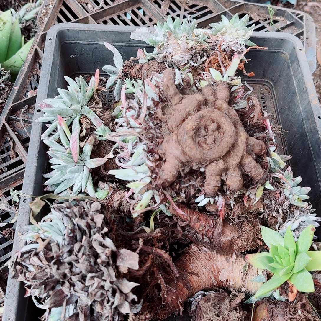 瑕疵框拍不售后随机发10颗