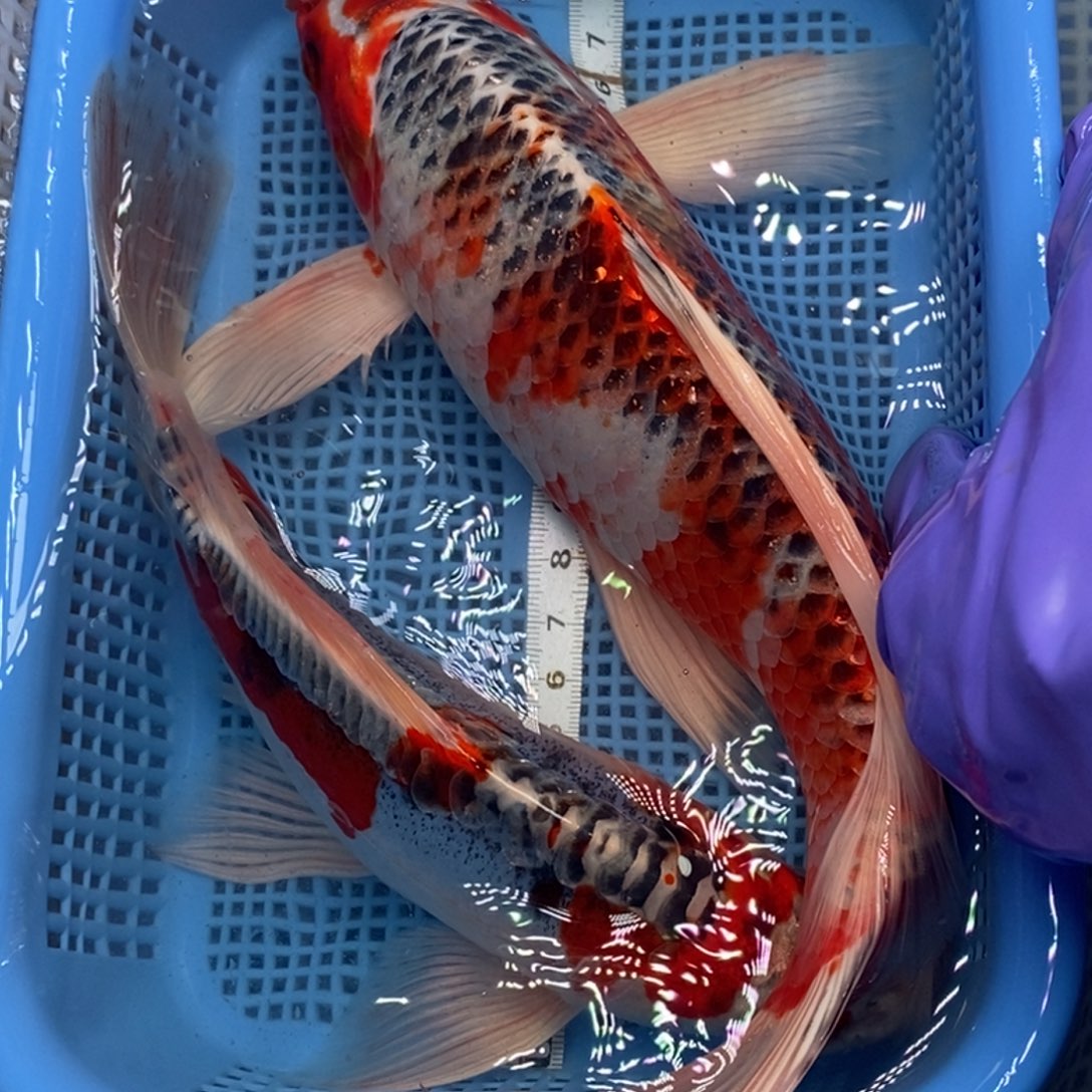 锦鲤冷水锦鲤包邮