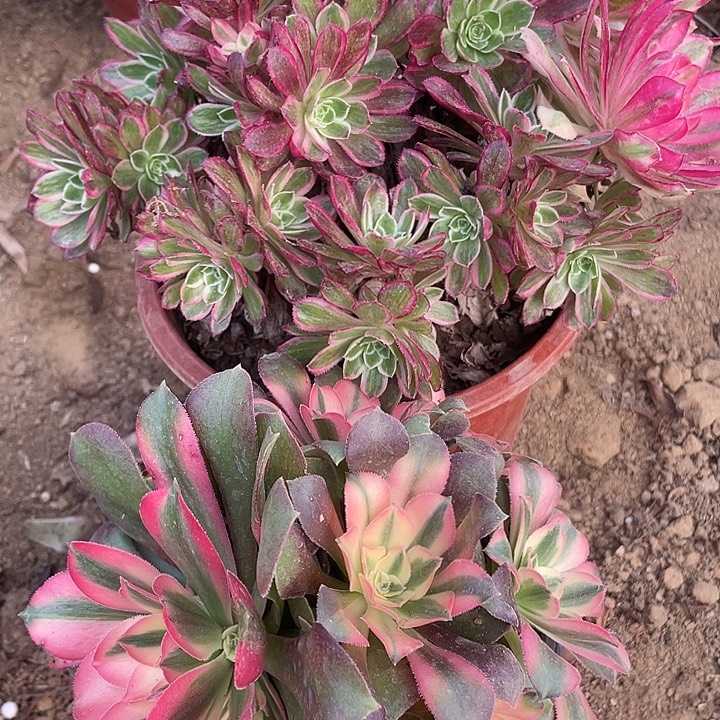 688组合无售后对肉植