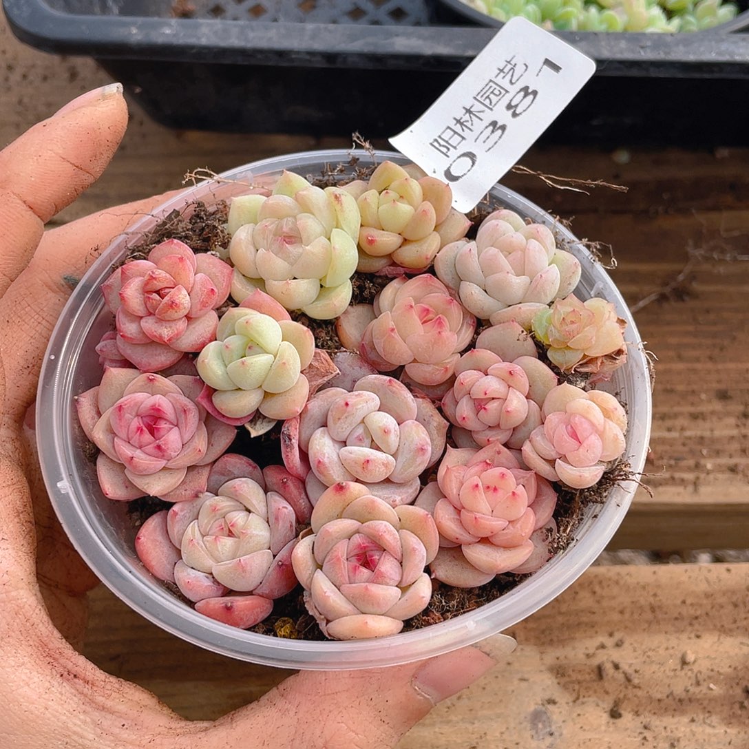 多肉植物多肉植物381