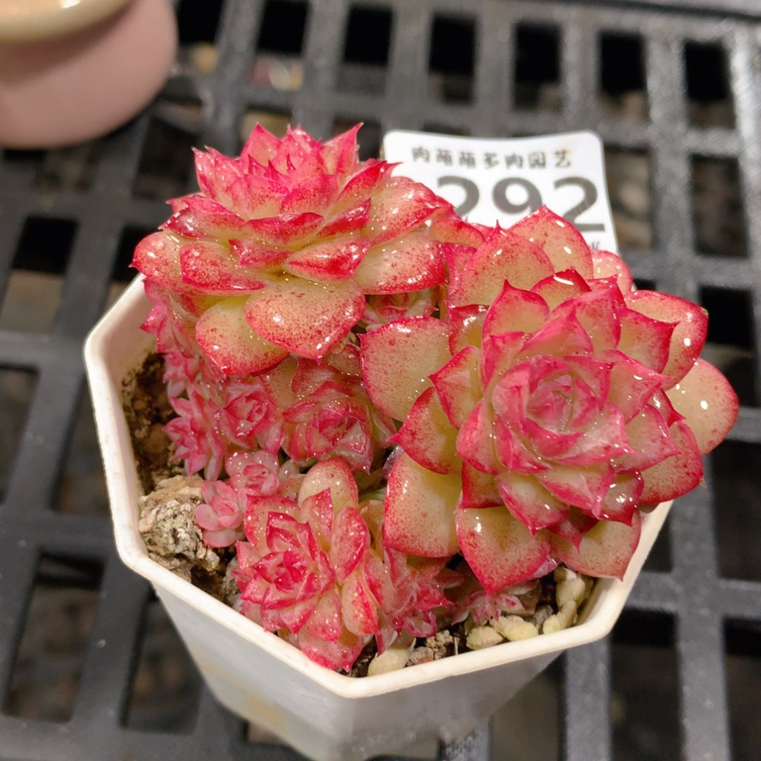 肉萌萌拇指盆精控多肉ZD292