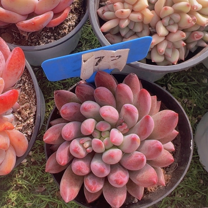 健健康康平平安安