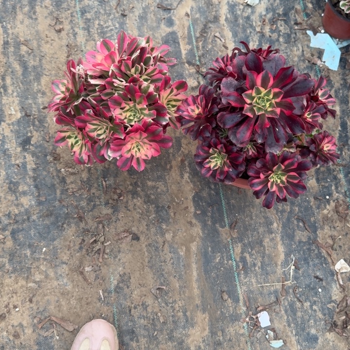 一单包邮不包侧枝90