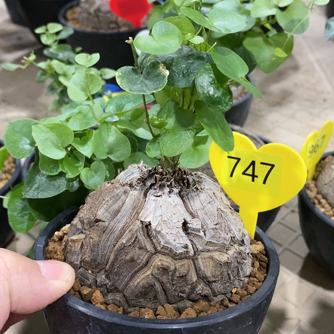 南非龟甲龙龟甲龙