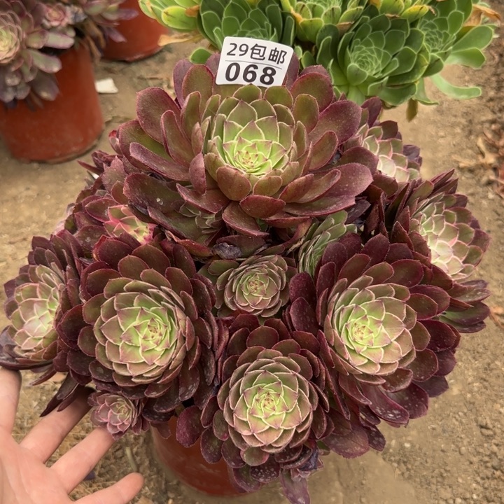 莲花座……多肉植物……