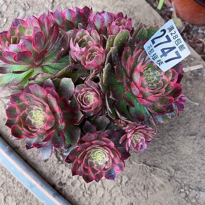 粉花妖多肉植物2747 多肉植物法师法师