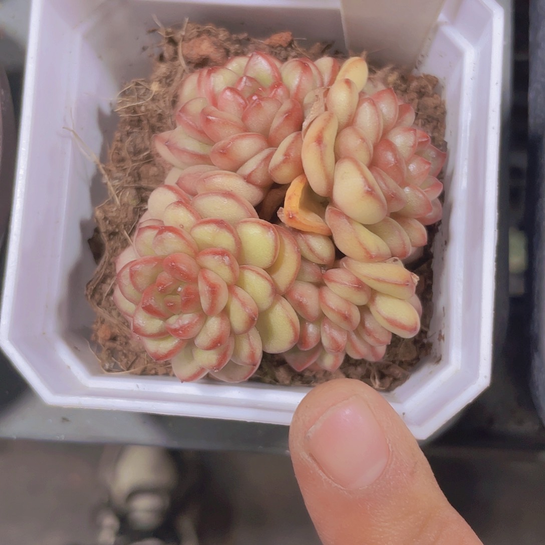 亚当珍妮w001一物一拍