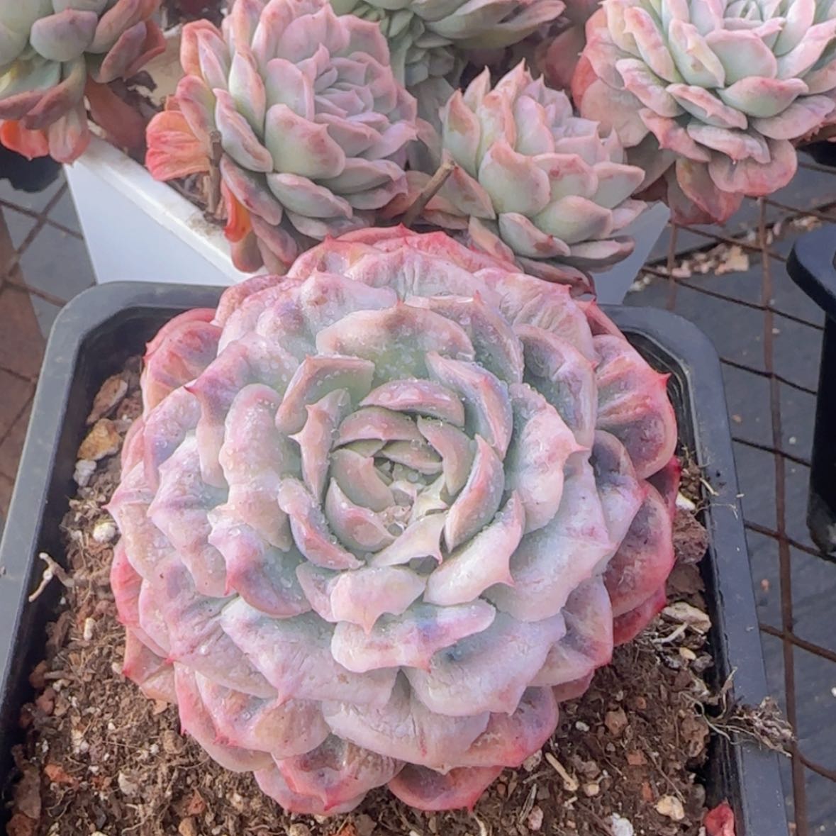 【闪购商品】泡泡纱裙19.9