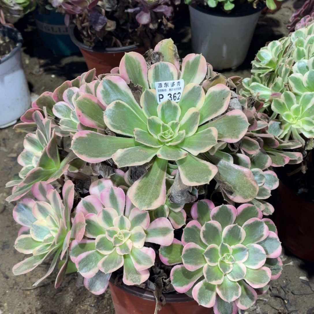 362皇后多肉法师断枝不包