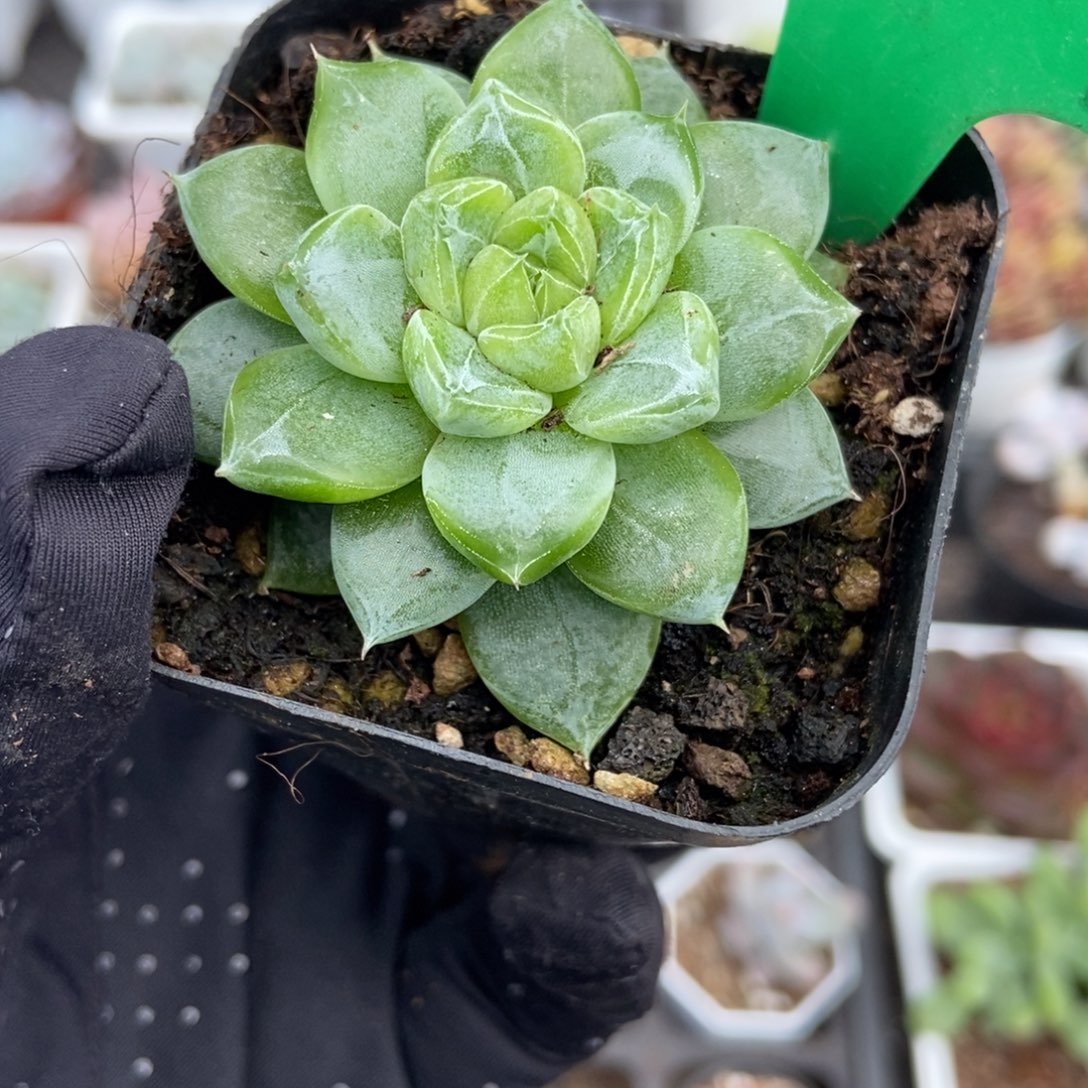 1634绿钻珍妮多肉植物
