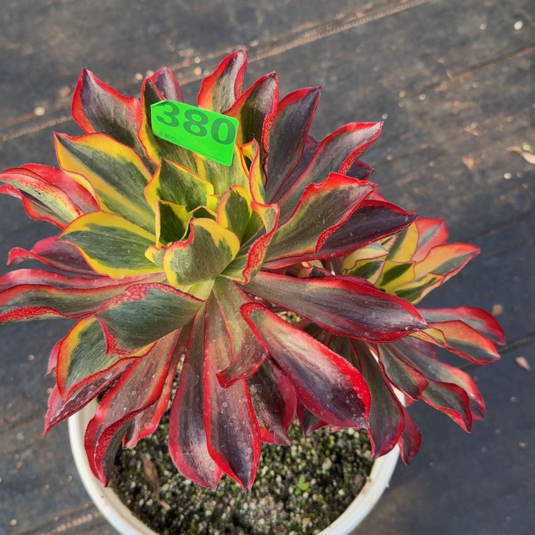 一物一拍魅影380