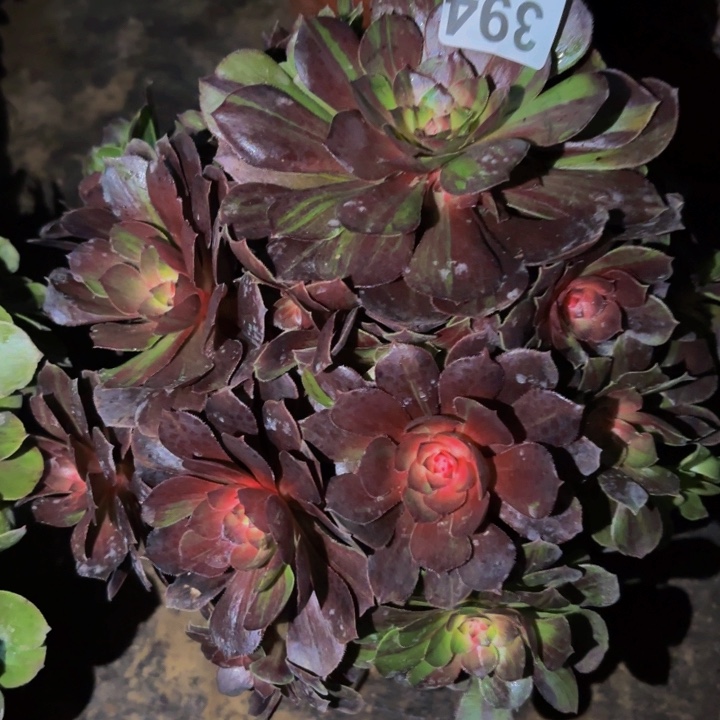 394墨染科技锦多肉植物不售后