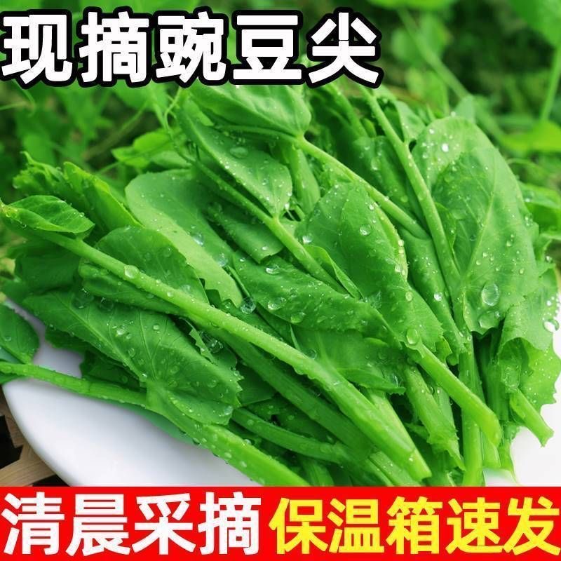 现摘豌豆尖，四川人的心尖尖
