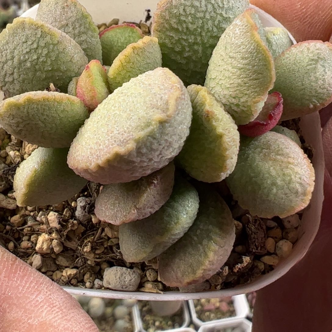 流萤水泡多肉植物水泡