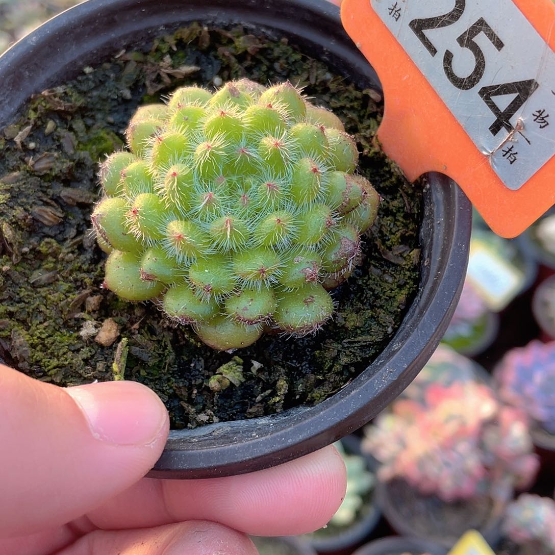 青楚莲254号多肉植物