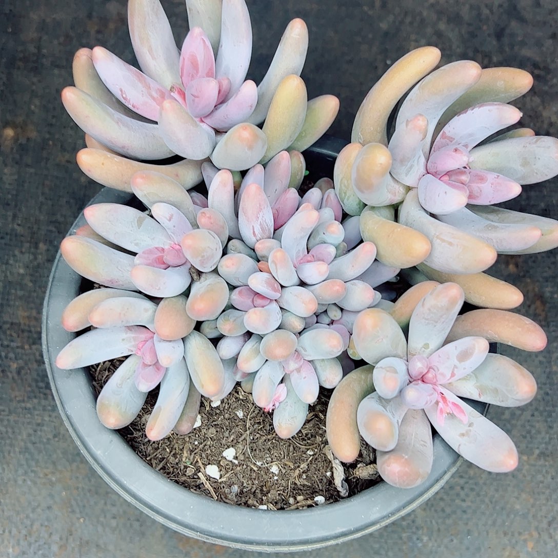 红手指群生，一物一拍