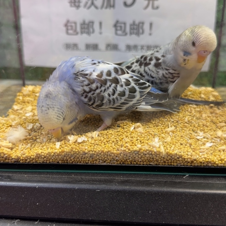 虎皮鹦鹉大头虎皮鹦鹉
