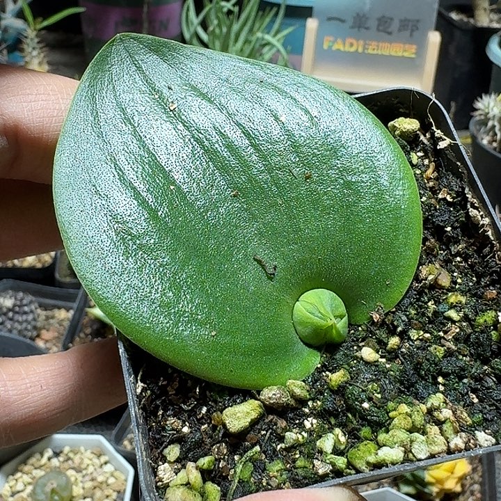 756玫瑰镜带盆发货