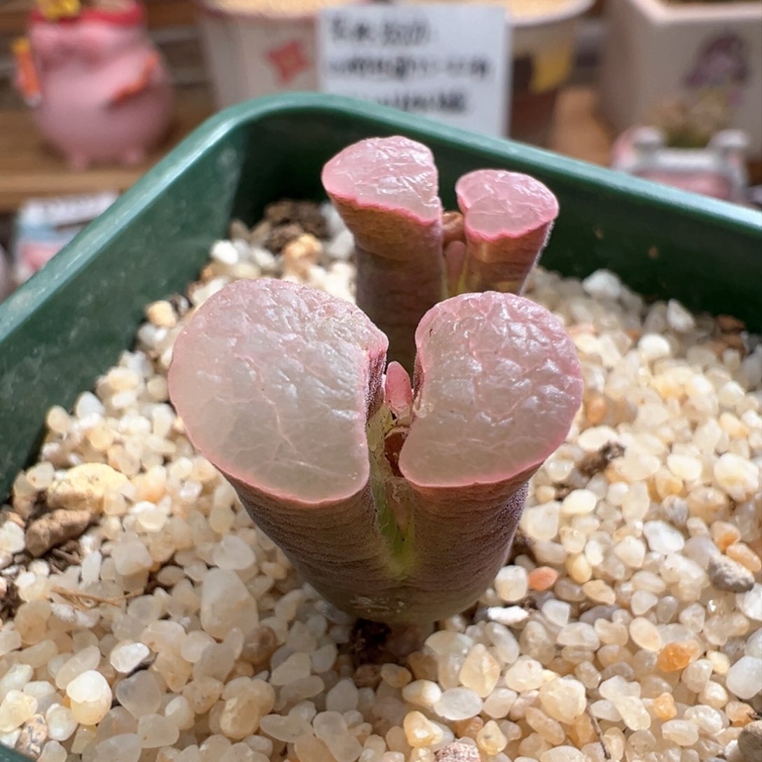 711。青蛙四年半优选粉banke 雪花磁铁